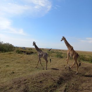 Усмивката на Кения: Сафари в Масай Мара и плаж, 14-23.11.2025