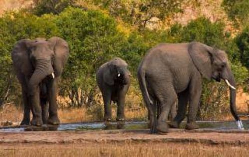 ЮЖНА АФРИКА с Национален парк Крюгер –ЗИМБАБВЕ с водопада Виктория – БОТСВАНА с Национален парк Чобе! Рев на диви животни и грохот на водопади!